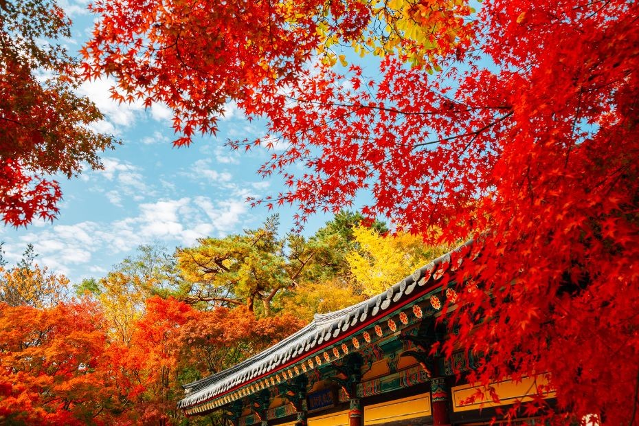 bulguksa-temple-gyeongju-in-autumn-1760585366.jpg