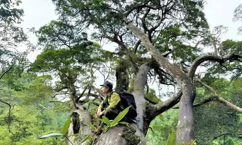 "Báu vật" hơn 500 tuổi ở Phong Nha - Kẻ Bàng sắp mở cửa đón khách