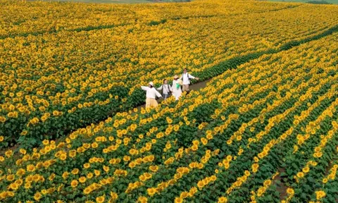 Lưu ý săn ảnh đẹp tại cánh đồng hoa hướng dương Nghệ An