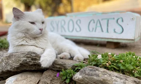 Đảo Hy Lạp tuyển khách chăm 3.000 con mèo