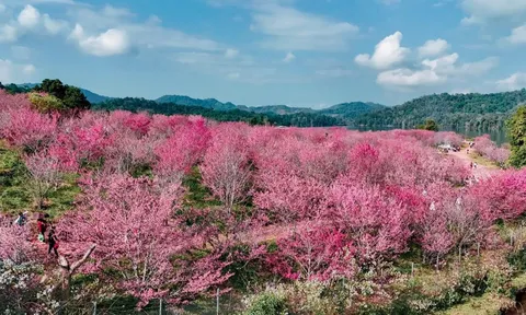 'Đảo hoa anh đào' rực rỡ giữa lòng Điện Biên