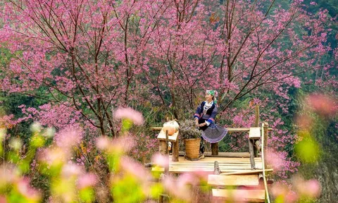 Lào Cai: Khi mùa hoa quả trở thành sản phẩm du lịch