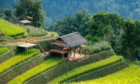 Khám phá 'penthouse' giữa biển lúa vàng ở Mù Cang Chải