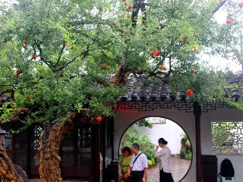 Lựu chín đỏ rực trên cây trăm tuổi gây sốt mạng, du khách ùn ùn đến check-in