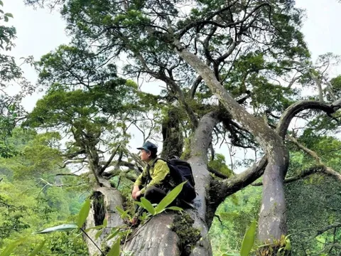 "Báu vật" hơn 500 tuổi ở Phong Nha - Kẻ Bàng sắp mở cửa đón khách