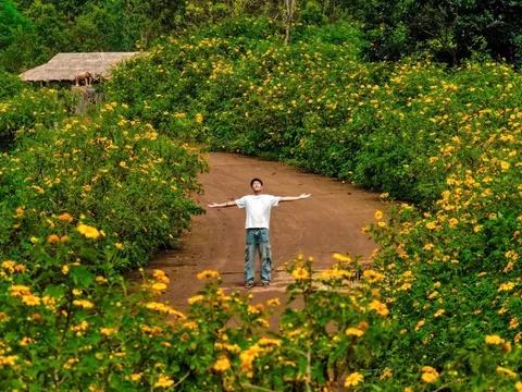 Gia Lai: Tuần lễ hoa dã quỳ-núi lửa Chư Đang Ya 2025 sẽ diễn ra từ ngày 14 đến 16/11