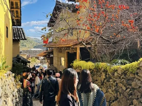 Cây hồng được check in nhiều nhất Lô Lô Chải