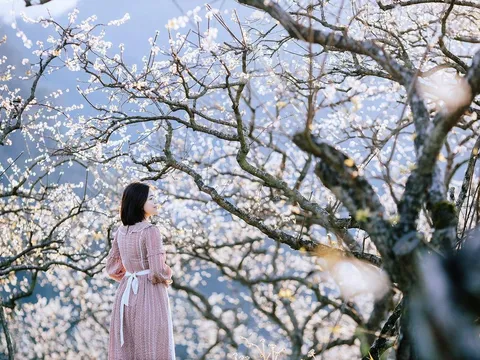 4 nơi ngắm hoa nở rộ dịp giáp Tết, không khí xuân ngập tràn