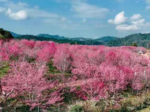 'Đảo hoa anh đào' rực rỡ giữa lòng Điện Biên