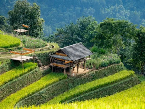 Khám phá 'penthouse' giữa biển lúa vàng ở Mù Cang Chải