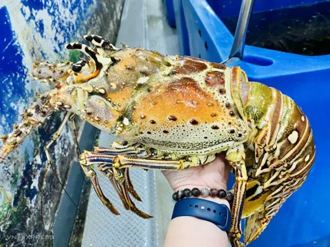 Chục triệu đồng một con tôm hùm bông Caribe vẫn cháy hàng: có khách đặt về làm tiệc tất niên sang chảnh