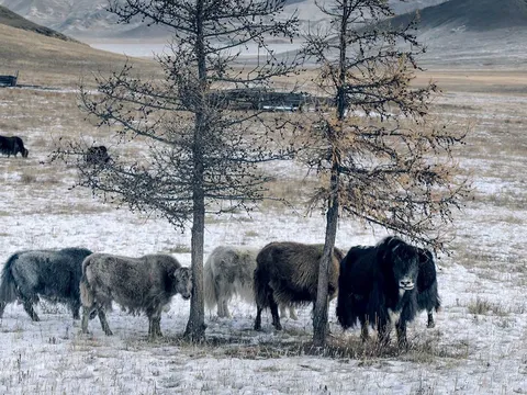Tengri – thương hiệu tiên phong trong lĩnh vực sản xuất vải từ lông bò yak Khangai bền vững